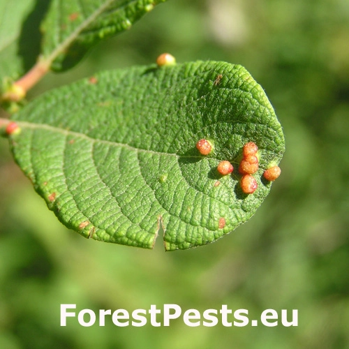 Roztoč Aculus tetanothrix