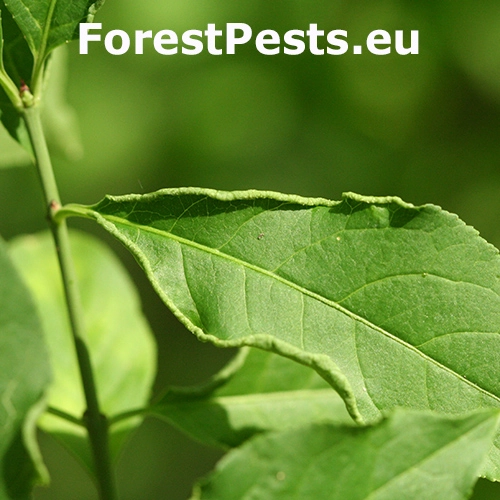Roztoč Eriophyes convolvens