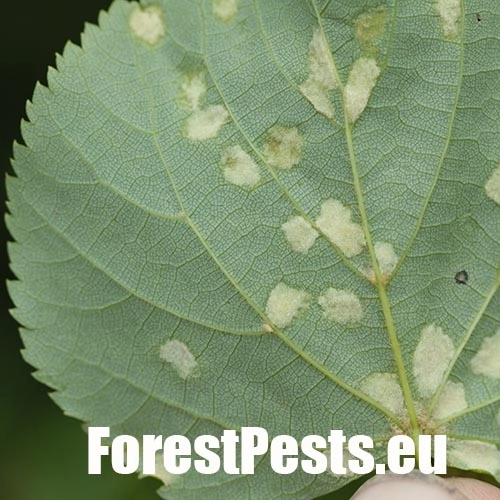 Roztoč Eriophyes leiosoma = exilis