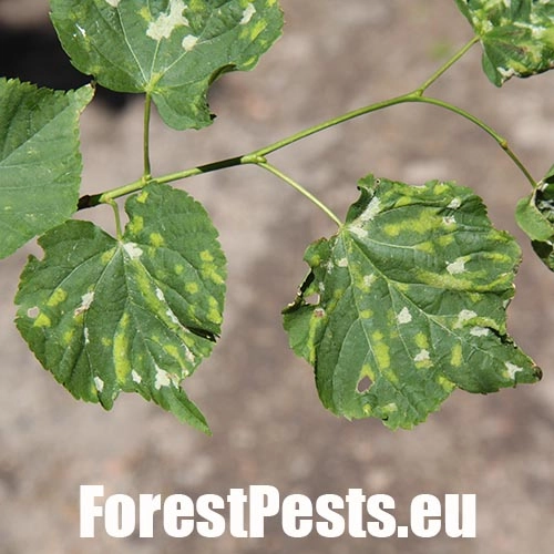 Roztoč Eriophyes leiosoma = exilis