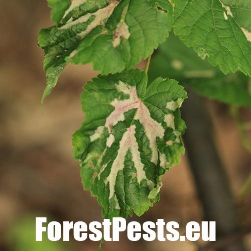 Roztoč Eriophyes nervalis