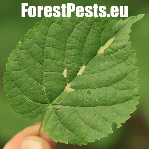 Roztoč Eriophyes nervalis