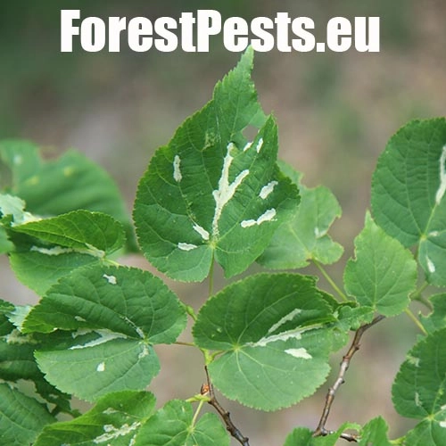 Roztoč Eriophyes nervalis