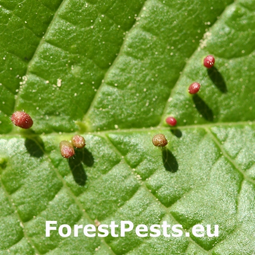 Roztoč Eriophyes padi