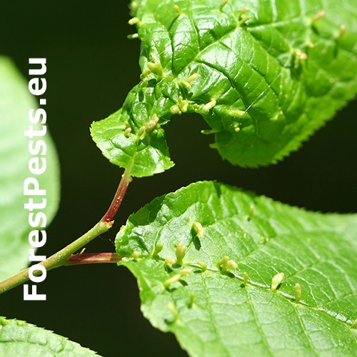 Roztoč Eriophyes padi
