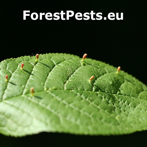 Roztoč Eriophyes padi