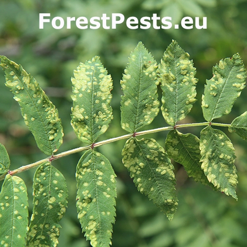 Roztoč Eriophyes sorbi