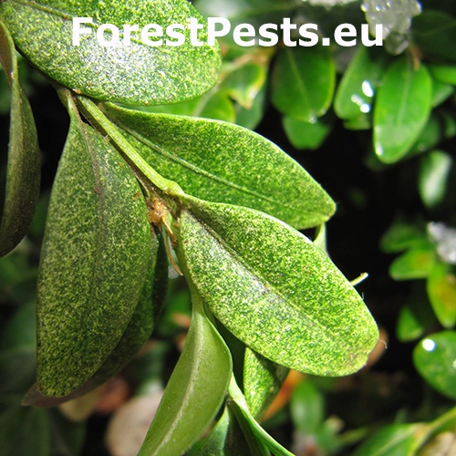 Roztoč Eurytetranychus latus