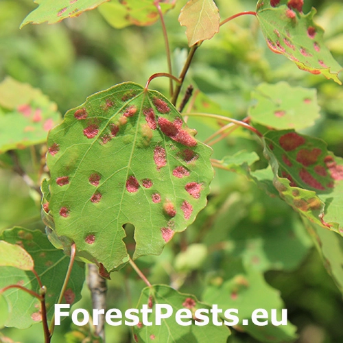 Roztoč Phyllocoptes populi