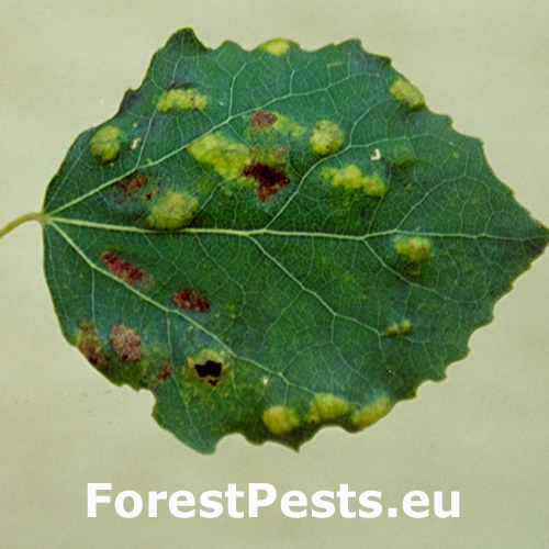 Roztoč Phyllocoptes populi