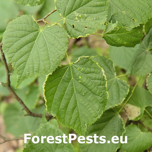 Roztoč Phytoptus tetratrichus