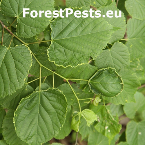 Roztoč Phytoptus tetratrichus