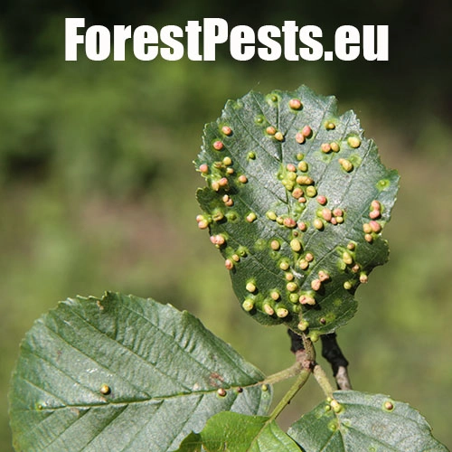 Roztoč vlnovn&iacute;k jel&scaron;ov&yacute;