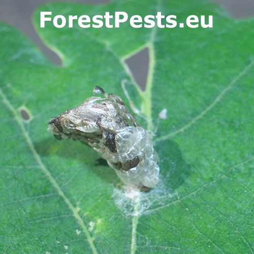 R&uacute;rkovček Coleophora kuehnella