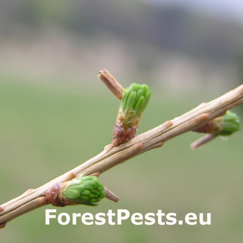 R&uacute;rkovček smrekovcov&yacute; 