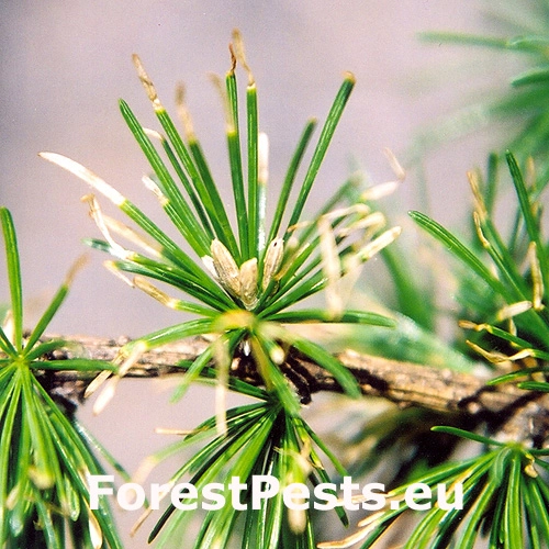 R&uacute;rkovček smrekovcov&yacute; 