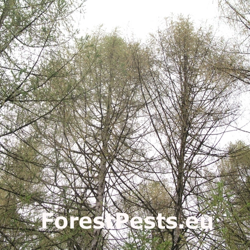 R&uacute;rkovček smrekovcov&yacute; 