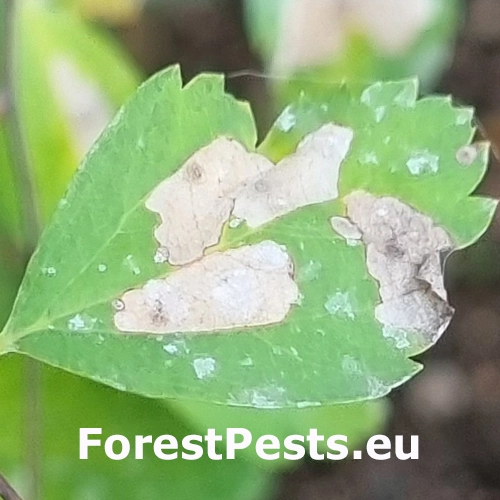 R&uacute;rkovček tavoľn&iacute;kov&yacute;