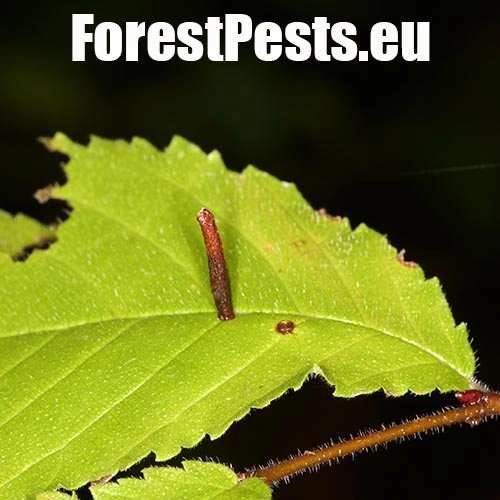 R&uacute;rkovčekovit&eacute; Coleophoridae