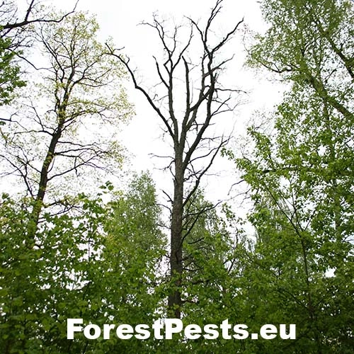 Ružica dubov&aacute;