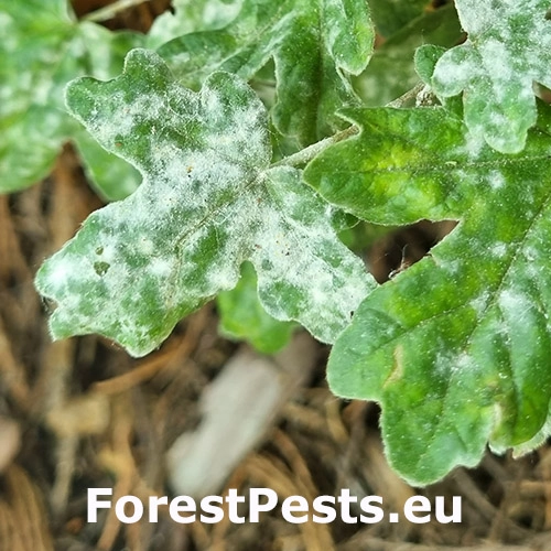 Savadea javorov&aacute;