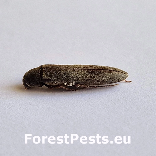 Serropalpus barbatus