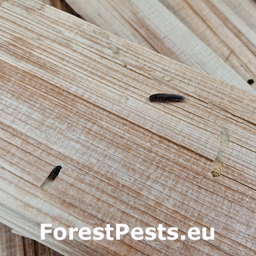 Serropalpus barbatus