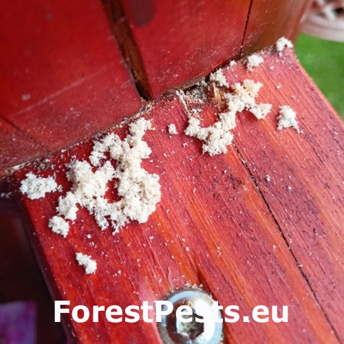 Serropalpus barbatus