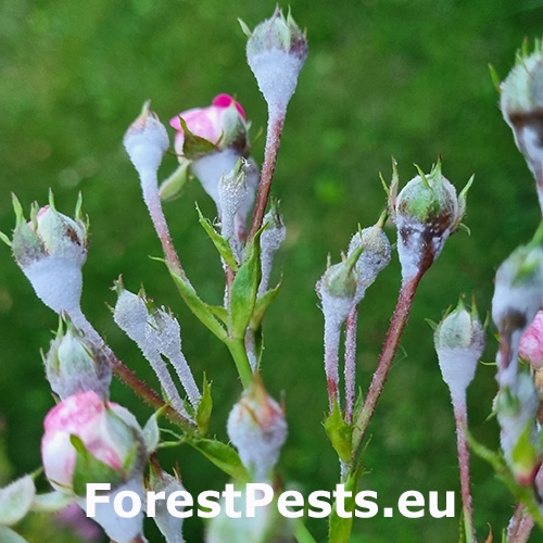 Sf&eacute;rom&uacute;čka ružov&aacute;