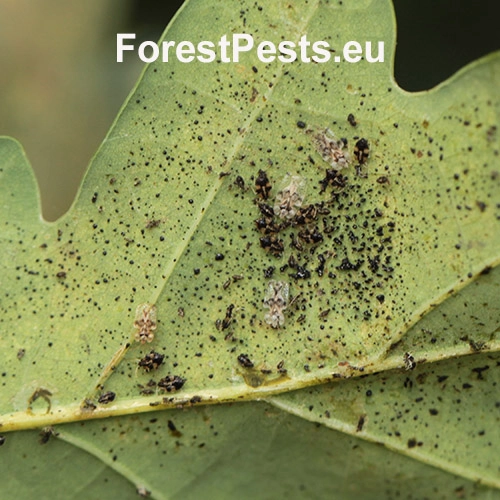 Sietnička dubov&aacute;