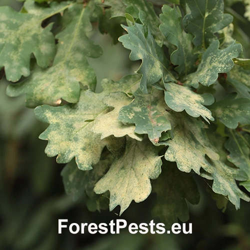 Sietnička dubov&aacute;