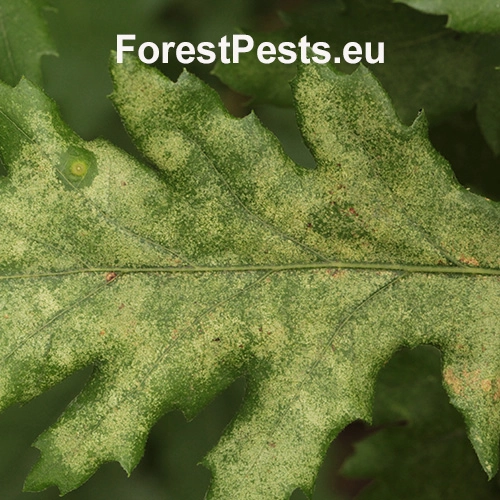 Sietnička dubov&aacute;