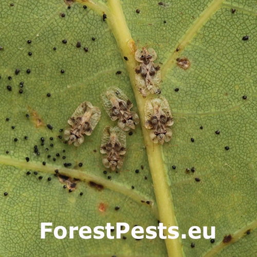 Sietnička dubov&aacute;