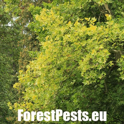 Sietnička platanov&aacute;