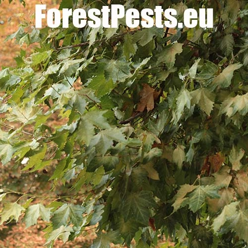 Sietnička platanov&aacute;