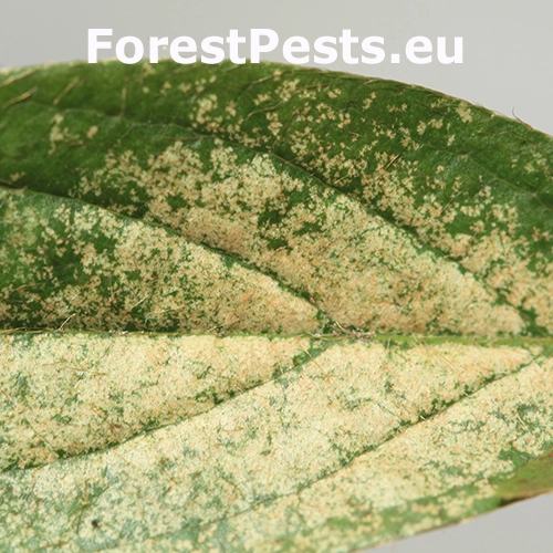 Sietnička Stephanitis pyrioides