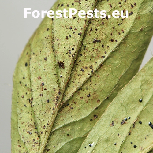 Sietnička Stephanitis pyrioides