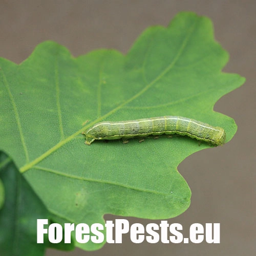 Sivkavec javorov&yacute;