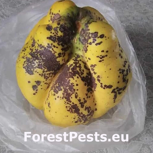 &Scaron;kvrnitosť listov duly