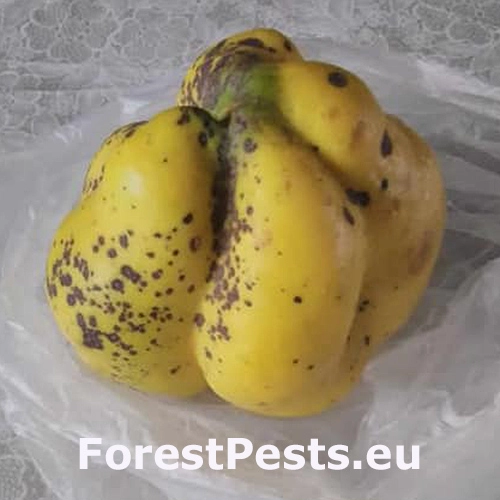 &Scaron;kvrnitosť listov duly