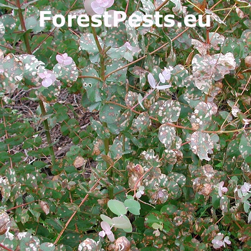 &Scaron;kvrnitosť listov eukalyptu