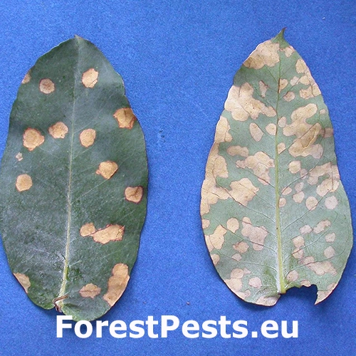 &Scaron;kvrnitosť listov eukalyptu