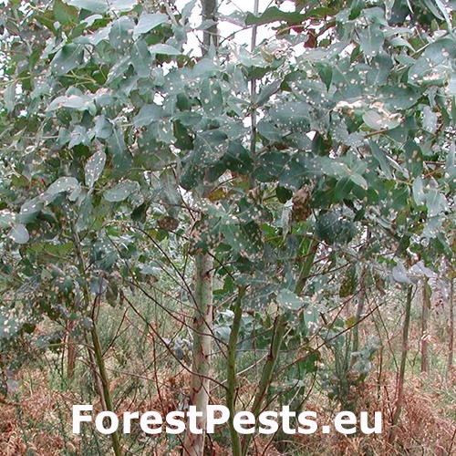 &Scaron;kvrnitosť listov eukalyptu