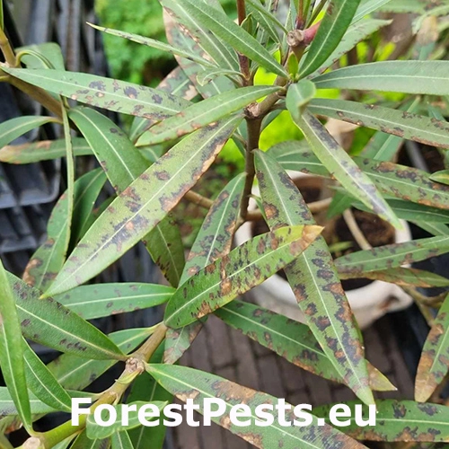 &Scaron;kvrnitosť listov oleandra