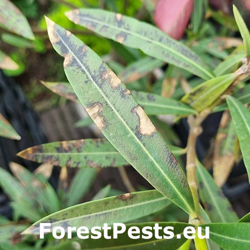 &Scaron;kvrnitosť listov oleandra