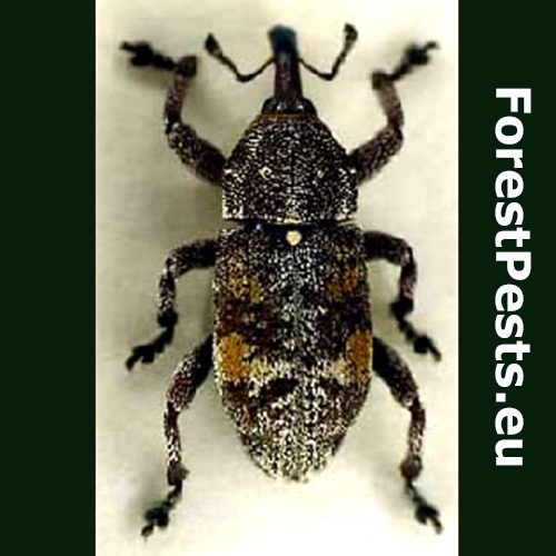 Smoliar &scaron;i&scaron;kov&yacute;