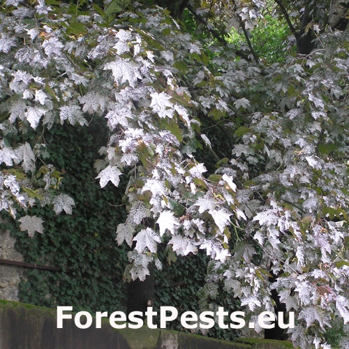 &Scaron;pir&aacute;lovka Tulasneova