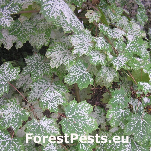 &Scaron;pir&aacute;lovka Tulasneova