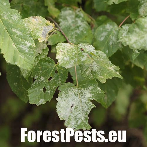 &Scaron;pir&aacute;lovka Tulasneova