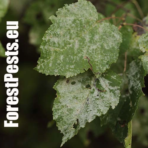 &Scaron;pir&aacute;lovka Tulasneova